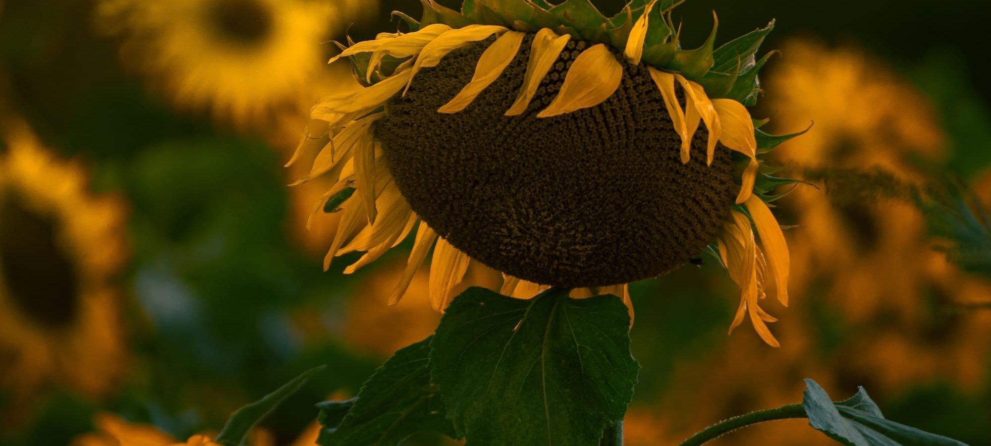 A close-up of a drooping sunflower in a field at sunset, with other sunflowers and a golden sky blurred in the background.