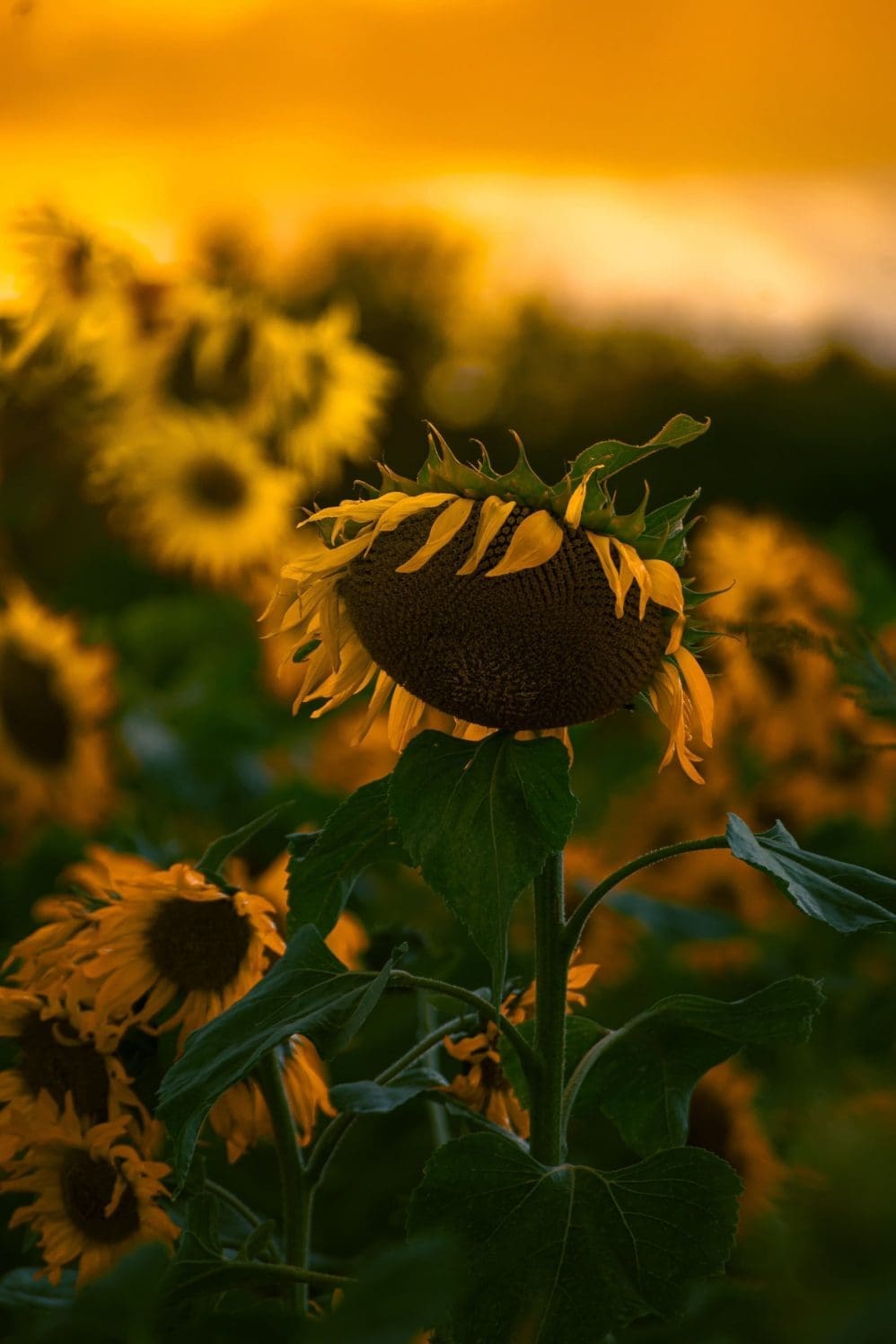 A close-up of a drooping sunflower in a field at sunset, with other sunflowers and a golden sky blurred in the background.