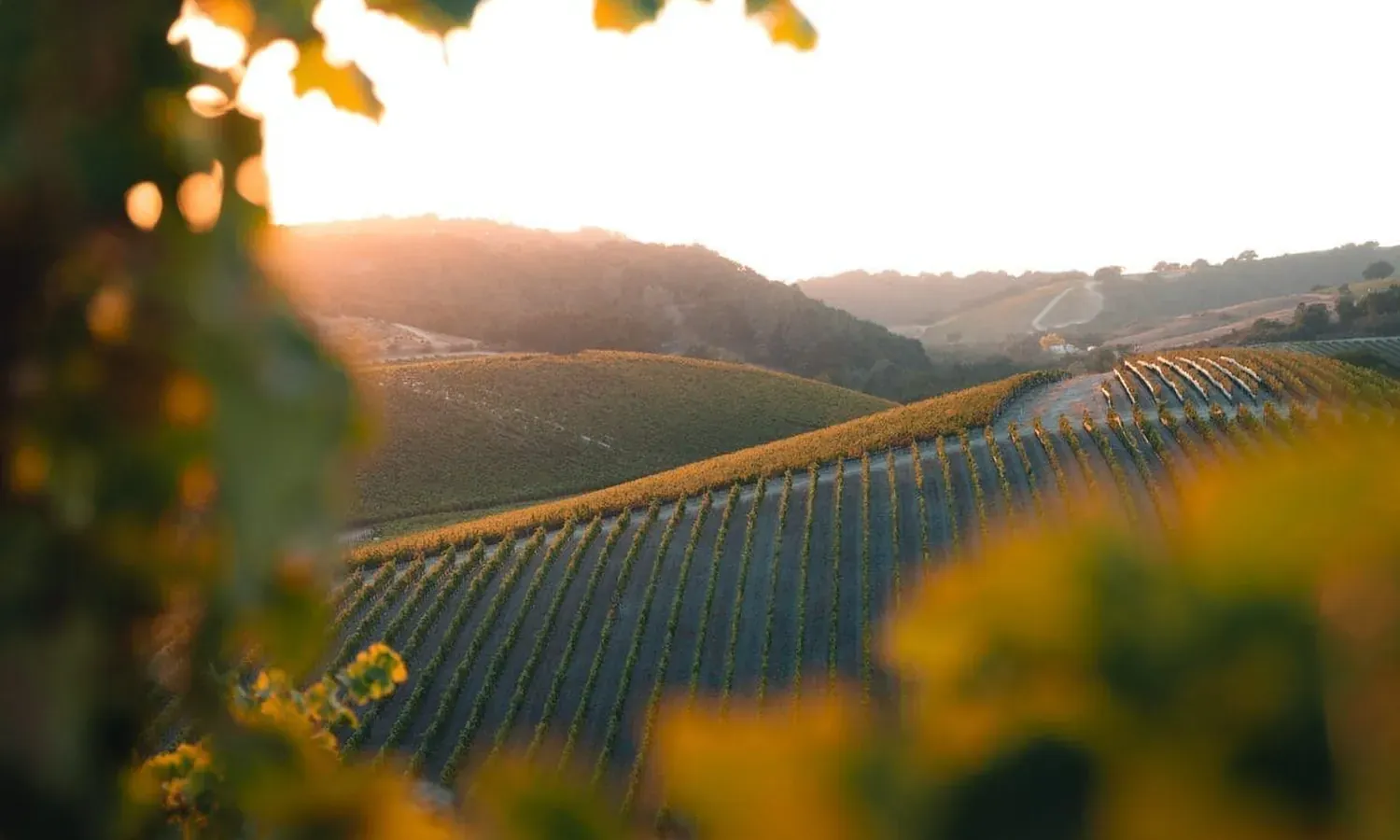 Rows of grapevines on rolling hills in Paso Robles Wine Country are bathed in warm sunset light, with green and yellow foliage in the foreground and distant hills under a glowing sky.
