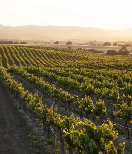 Rows of grapevines stretch across a vineyard at sunset, with golden light illuminating the green leaves and rolling hills visible in the background.