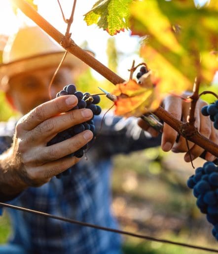 A person wearing a hat harvests ripe grapes from a sunlit vineyard in Paso Robles, gently holding a bunch with one hand and clipping the stem with pruning shears—capturing the spirit of local Paso Robles events.