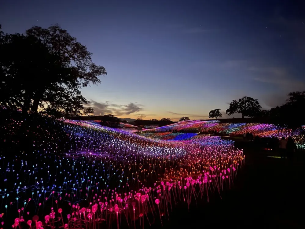 A scenic hillside at dusk covered in colorful glowing lights, creating vibrant waves of pink, purple, blue, and yellow among silhouetted trees against a darkening sky—one of the unforgettable Paso Robles Inn Experiences.
