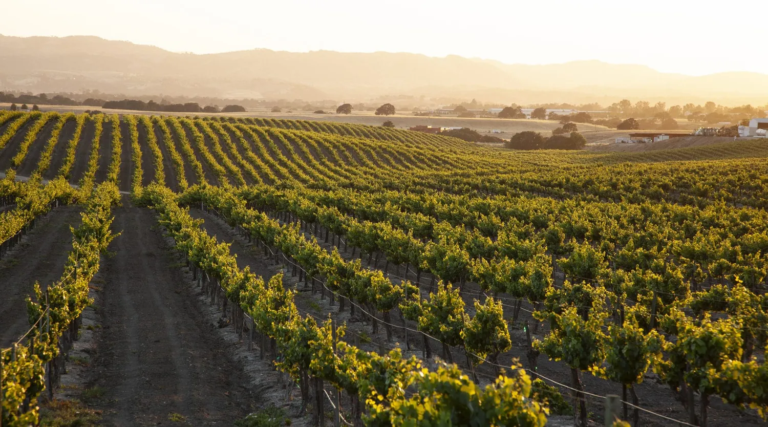 Rows of grapevines stretch across a sunlit vineyard at sunset, with rolling hills and distant trees in the background under a clear sky.