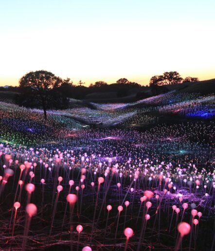 A hillside at sunset is covered with hundreds of glowing multicolored light bulbs on stems, creating a field of lights—a magical scene and one of the must-see Paso Robles activities. Silhouetted trees and a fading sky add to the breathtaking view.