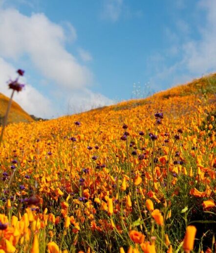 A vibrant field of orange poppies and a few purple wildflowers stretches across rolling hills under a blue sky with scattered clouds.