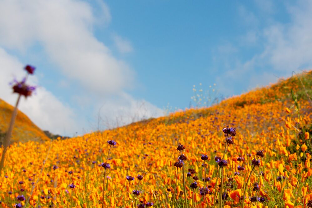 A vibrant hillside covered in blooming orange wildflowers and scattered purple flowers under a bright blue sky with scattered clouds.